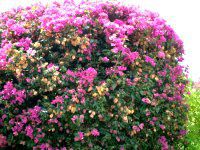 u[QrA(Bougainvillea)