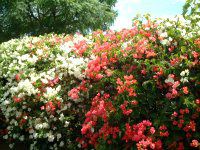 u[QrA(Bougainvillea)