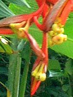 wRjA(Heliconia)
