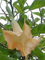 GWFEgybgEc[(Angel s trumpet tree)