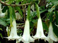 GWFEgybgEc[(Angel s trumpet tree)