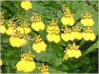 IVWE (Oncidium)