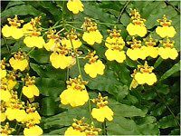 IVWE (Oncidium)