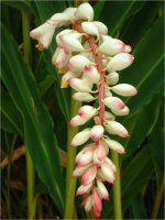 VFEWW[(Shell Ginger)