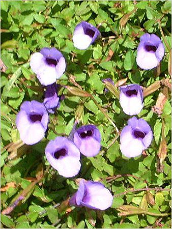 gjA(Torenia)