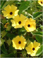 cxMAEA^(Thunbergia alata)