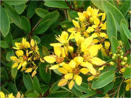 LVJS[hubViMexican Gold Bushj