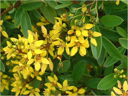 LVJS[hubViMexican Gold Bushj