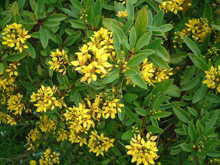 LVJS[hubV(Mexican Gold Bush)