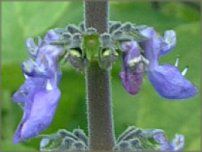 x_[EZ[W(Lavender sage)