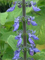 x_[Z[W(Lavender sage)