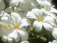 vA(Plumeria)
