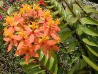 Gsfh(Epidendrum)