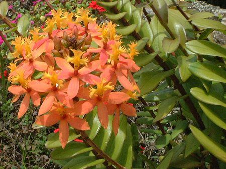 Gsfh(Epidendrum)