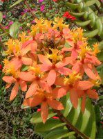 Gsfh(Epidendrum)