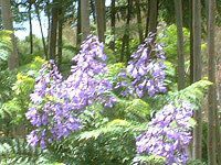 WJ_1115(Jacaranda)