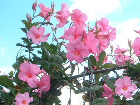 }frEAGi(Mandevilla amoena)