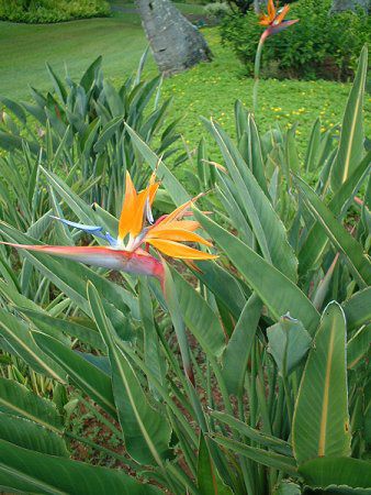 ストレリチア レギナエ Strelitzia Reginae かぎけん ストレリチア レギナエ Strelitzia Reginae かぎけん