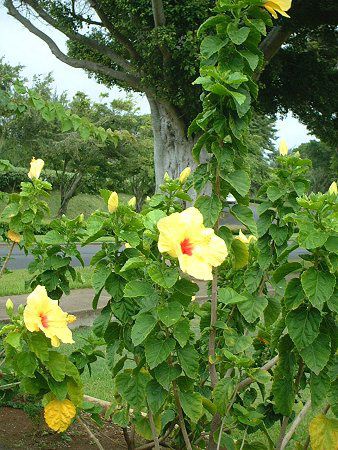 nCrXJX(Hibiscus)