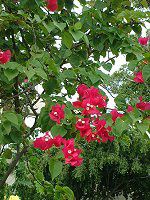 u[QrA(Bougainvillea)