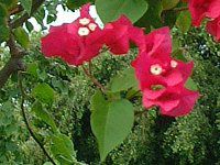 u[QrA(Bougainvillea)