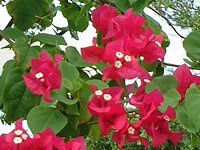 u[QrA(Bougainvillea)