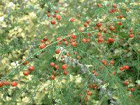 AXpKXEfVtXeXvQ'(Asparagus densiflorus 'Sprengeri'