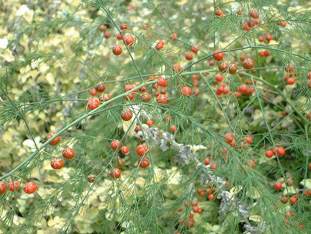 �A�X�p���K�X