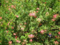 OBA 'rES[h'(Grevillea Robyn Gordon)