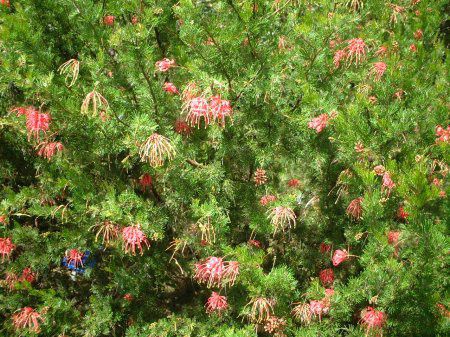 OBAEr S[h(Grevillea Robyn Gordon)