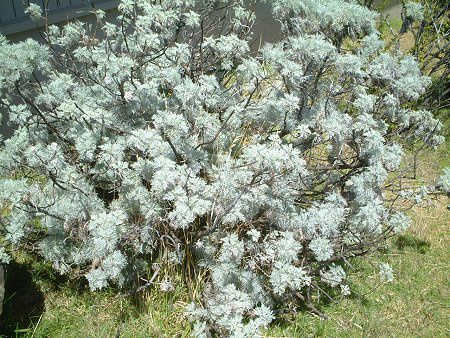 ワームウッド Wormwood かぎけんweb ワームウッド Wormwood かぎけんweb