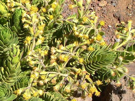 �h�D�o�E�e�C�A�E�����W�F�V�[