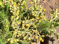 マウイ　８種植物おまとめ 650x_10191099.jpg?updated_at=