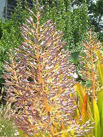 GNAEuAiAechmea bromeliadj