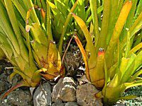 GNAEuA(Aechmea bromeliad)