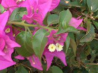 u[QrA(Bougainvillea)