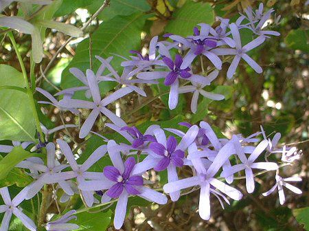 Thy[p[EoC(Sandpaper Vine)