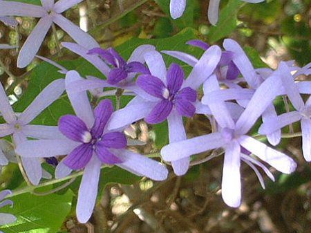 サンドペーパー バイン Sandpaper Vine かぎけんweb