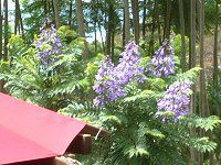 WJ_1254(Jacaranda)