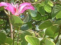 I[Lbhc[(Orchid_Tree)