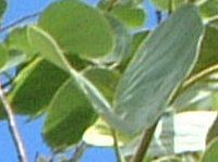 I[Lbhc[(Orchid_Tree)