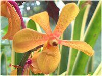 AAI[Lbh(Orchid)