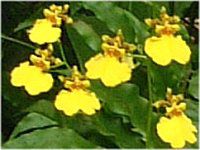 IVWE (Oncidium)