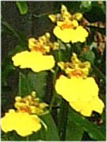 IVWE (Oncidium)