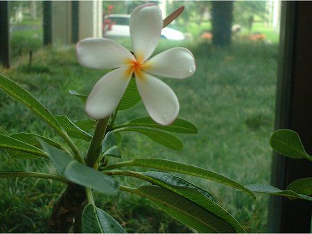 プルメリア(Plumeria)【かぎけんWEB】