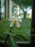 vA(Plumeria)