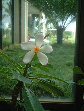 プルメリア(Plumeria)【かぎけんWEB】