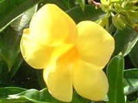 A}_(Allamanda)