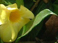 A}_(Allamanda)