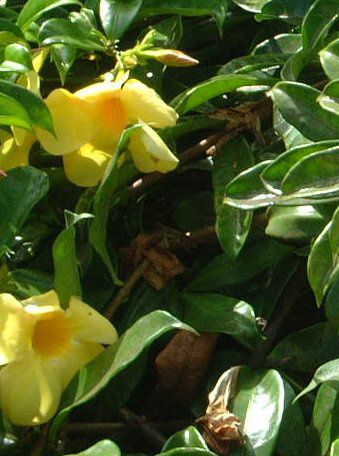 アラマンダ Allamanda かぎけんweb